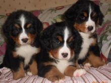 Male and Female Bernese Mountain Dog Puppies