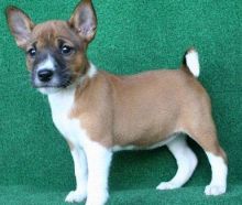 New litter of stunning Basenji puppies