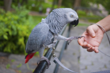 Top quality African Grey Parrot