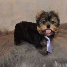 Yorkie Puppies Available