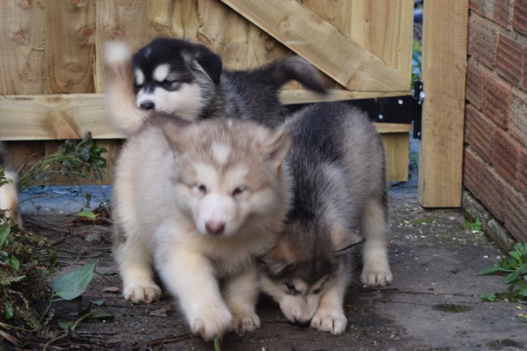 Alaskan Malamute puppies Image eClassifieds4u