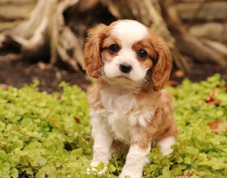 Cavalier King Charles puppies Image eClassifieds4u