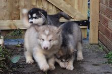 Alaskan Malamute puppies Image eClassifieds4u 2