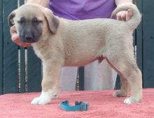 Anatolian Shepherd puppies(100% Purebred). Image eClassifieds4u 2