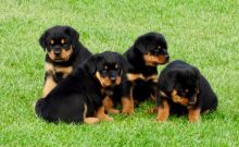 Rottweiler puppies ready now Image eClassifieds4u 2