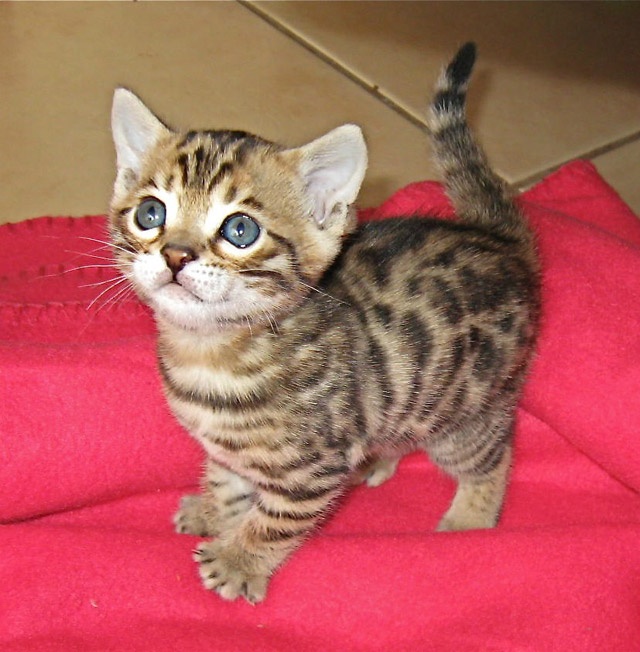 two Bengal kittens Image eClassifieds4u