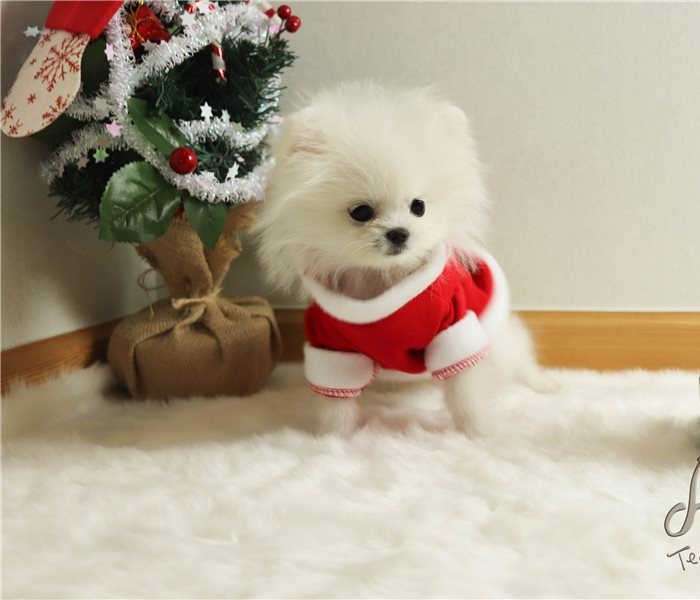 Two Pomeranian puppies available Image eClassifieds4u