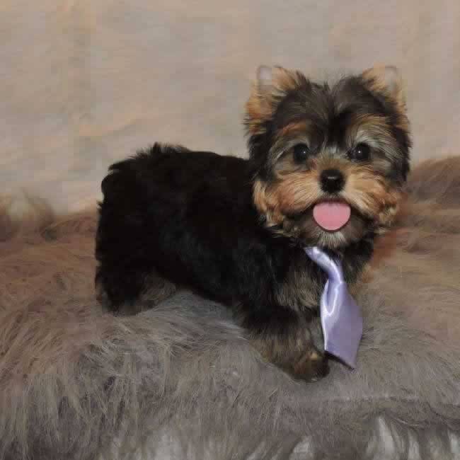 Yorkie Puppies Available Image eClassifieds4u