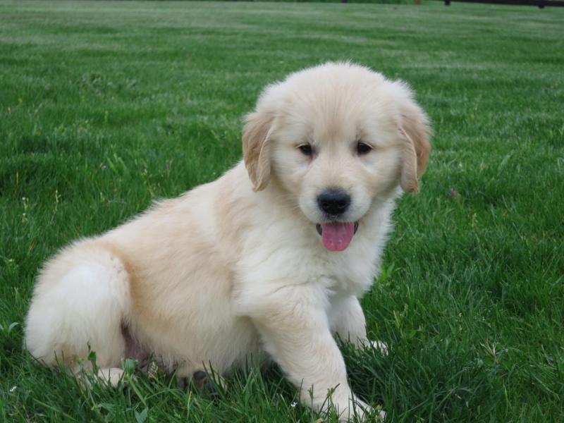✔✔ Stunning ☮ CKC ☮ Golden Retriever ✔✔ Puppies ✔✔ Image eClassifieds4u