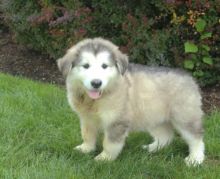 ✔ ✔ CKC ☮ Alaskan Malamute Puppies 🏠💕Delivery is Possible🌎✈�