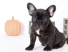 ✔ ✔ CKC ☮ French Bulldog Puppies 🏠💕Delivery is Possible🌎✈�