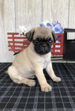 ✔ ✔ CKC ☮ Pug Puppies 🏠💕Delivery is Possible🌎✈�