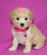 ✔ ✔ CKC ☮ Teacup Maltipoo Puppies 🏠💕Delivery is Possible🌎✈�