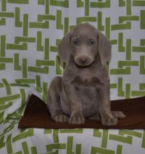 ✔ ✔ CKC ☮ Weimaraner Puppies 🏠💕Delivery is Possible🌎✈�