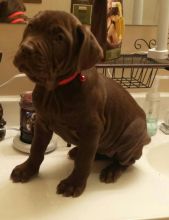 ✔✔Healthy ☮ C.K.C ✔ Male ☮ Female ✔✔ Neapolitan Mastiff ✔ Puppies✔✔