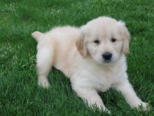 ✔✔ Stunning ☮ CKC ☮ Golden Retriever ✔✔ Puppies ✔✔