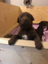 Chesador puppies (3/4 Chesapeake Bay x 1/4 lab)