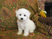 Adorable male and female Bichon frise puppies