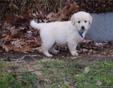 Super adorable Golden retriever Puppies