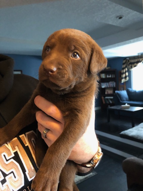 Chesador Puppies for sale (3/4 Chesapeake Bay retriever X 1/4 Black Lab) Image eClassifieds4u