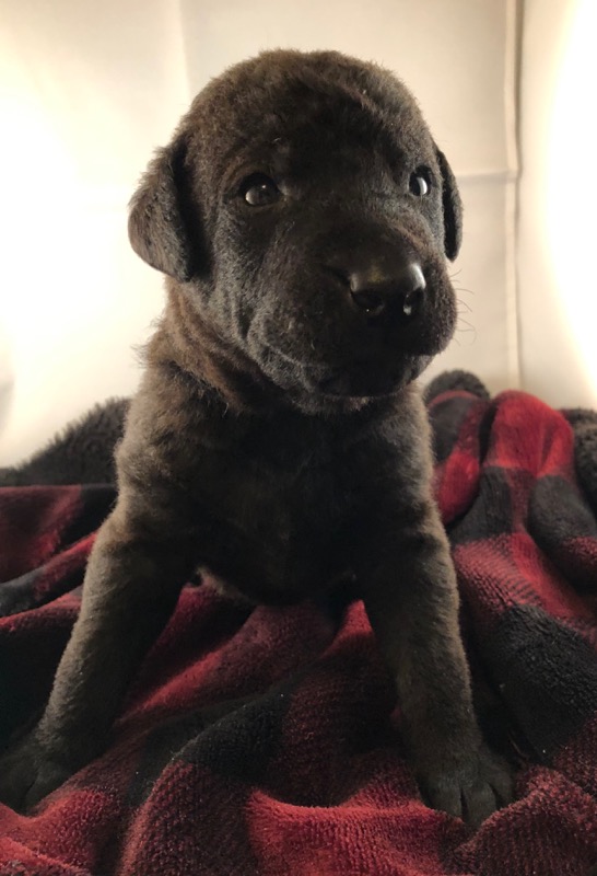 Chesador Puppies for sale (3/4 Chesapeake Bay retriever X 1/4 Black Lab) Image eClassifieds4u