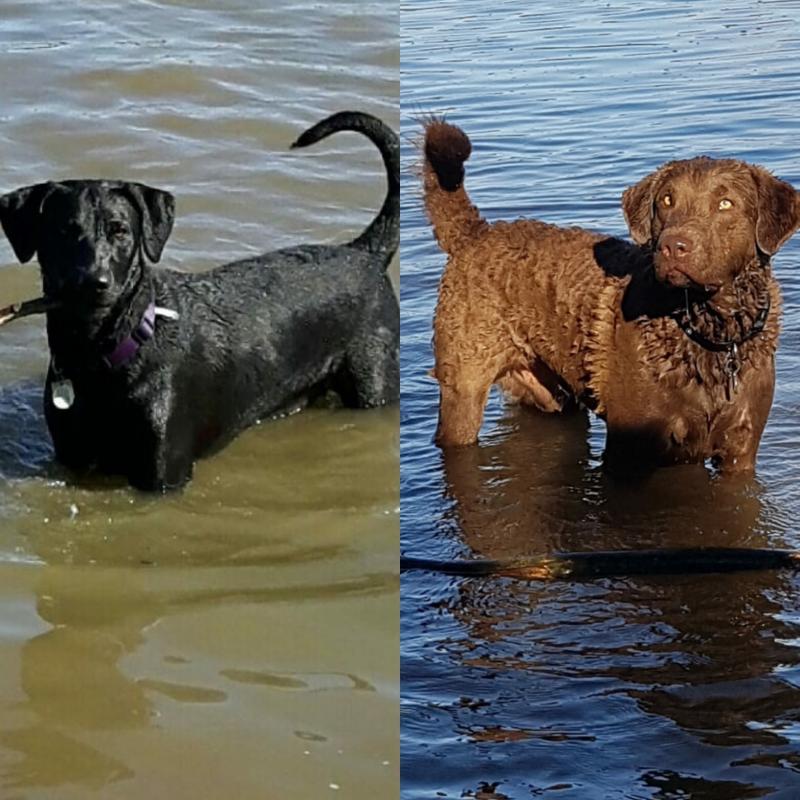 Chesador puppies (3/4 Chesapeake Bay x 1/4 lab) Image eClassifieds4u