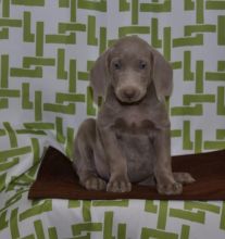 ✔ ✔ CKC ☮ Weimaraner Puppies 🏠💕Delivery is Possible🌎✈� Image eClassifieds4U