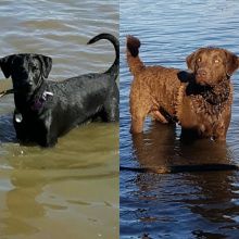 Chesador puppies (3/4 Chesapeake Bay x 1/4 lab) Image eClassifieds4u 4