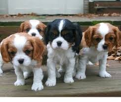 Cavalier king charles spaniel Puppies available Email at ( morgangennifer@gmail.com ) Image eClassifieds4u