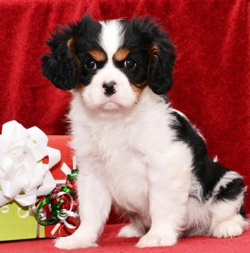 ✔ ✔ CKC ☮ Cavalier King Charles Spaniel Puppies 🏠💕Delivery is Possible🌎✈� Image eClassifieds4u