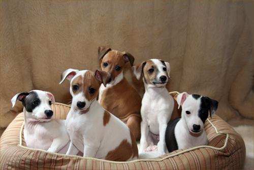 ✔ ✔ CKC ☮ Italian Greyhound Puppies 🏠💕Delivery is Possible🌎✈� Image eClassifieds4u