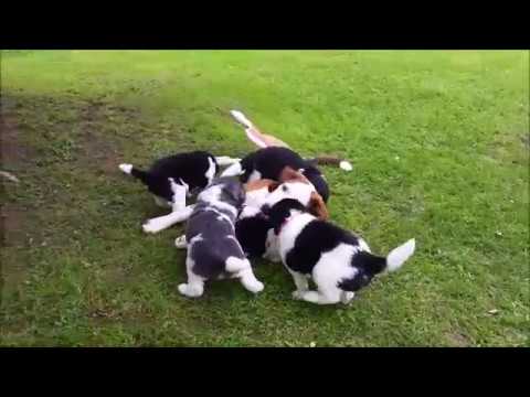 Cute Beauceron Puppies Available .Email At ( jaseisla@gmail.com ) Image eClassifieds4u