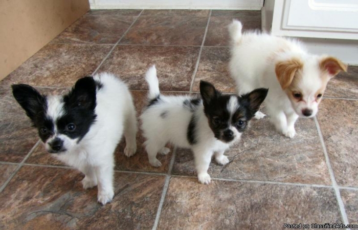 Cute Papillon puppies ready Email At ( baroz533@gmail.com ) Image eClassifieds4u