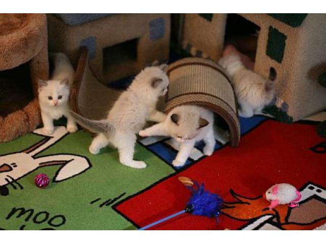 Cute Ragdoll Kittens Available (Email At ( davidereiff@gmail.com ) Image eClassifieds4u
