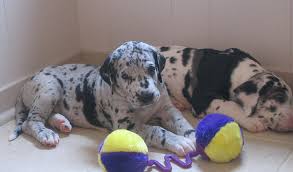 Great dane puppies ready Email at (emajame0@gmail.com ) Image eClassifieds4u