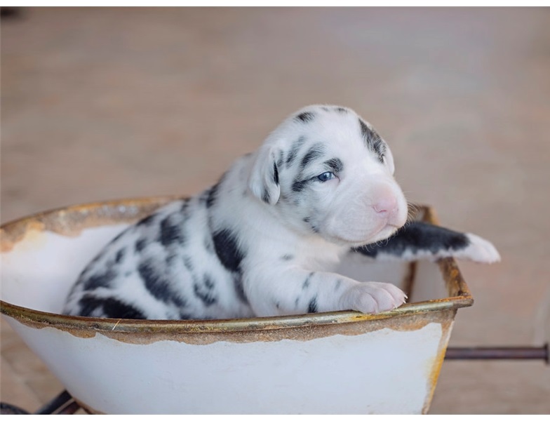 Great dane puppies ready Email at (emajame0@gmail.com ) Image eClassifieds4u