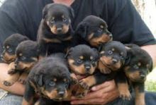 Adorable Rottweiler Pups Available Email at (lovpau39@gmail.com)