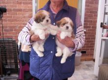 Beautiful Lhasa Apso Puppies Available Email at ( salamixz53@gmail.com )