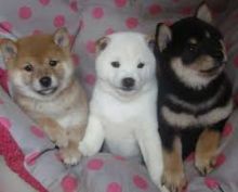 Beautiful Shiba Inu puppies available now Contact via Email at (valzcar67@gmail.com)