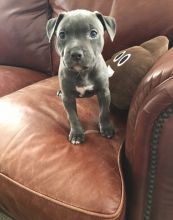 Blue nose American Pitbull terrier pups Available