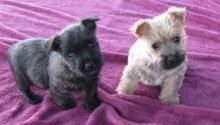 Cairn Terrier puppies Available. Email at ( islajase@gmail.com )