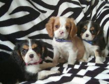 Cavalier king charles spaniel Puppies available Email at ( morgangennifer@gmail.com )