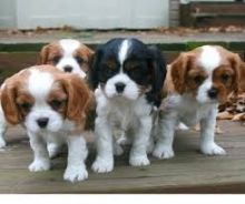 Cavalier king charles spaniel Puppies available Email at ( morgangennifer@gmail.com )