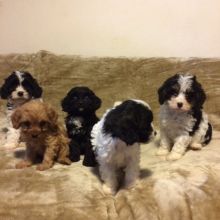 Cavapoo Puppies Available Email at ( lovpau39@gmail.com)