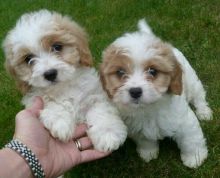 Cavapoo Puppies Available Email at ( lovpau39@gmail.com)