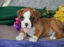 ✔ ✔ CKC ☮ Boxer Puppies 🏠💕Delivery is Possible🌎✈�