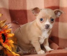 ✔ ✔ CKC ☮ Chihuahua Puppies .🏠💕Delivery is Possible🌎✈�