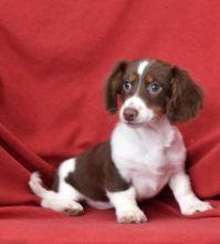 ✔ ✔ CKC ☮ Dachshund Puppies 🏠💕Delivery is Possible🌎✈�