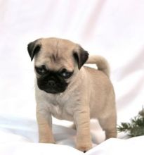 ✔ ✔ CKC ☮ Pug Puppies 🏠💕Delivery is Possible🌎✈�