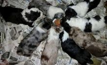 Cute Aussiedoodle Puppies Available Email at (emajame0@gmail.com )